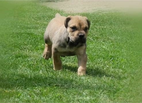 Boerboel (южноафрикански мастиф) кученца Другa, Ваксинирано - Да, Обезпаразитено - Да - град Извън България | Кучета - снимка 4