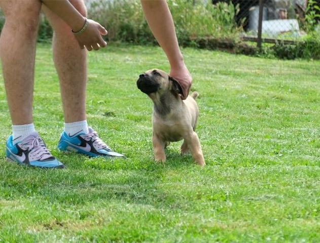 Boerboel (южноафрикански мастиф) кученца Другa, Ваксинирано - Да, Обезпаразитено - Да - град Извън България | Кучета - снимка 6