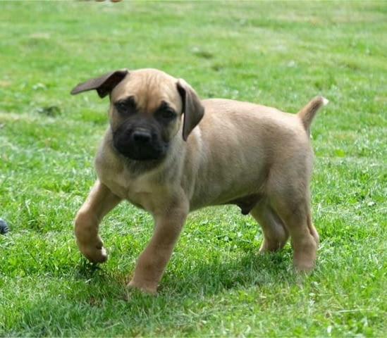 Boerboel (южноафрикански мастиф) кученца Другa, Vaccinated - Yes, Dewormed - Yes - city of Izvun Bulgaria | Dogs - снимка 7