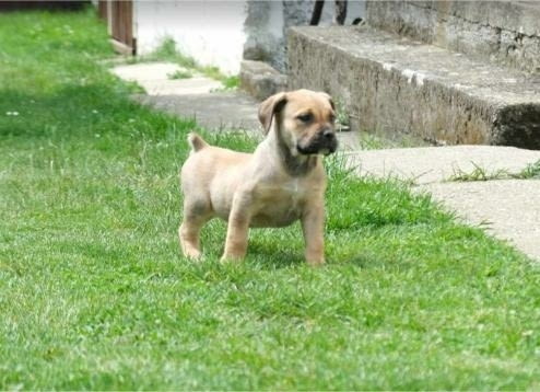 Boerboel (южноафрикански мастиф) кученца Другa, Vaccinated - Yes, Dewormed - Yes - city of Izvun Bulgaria | Dogs - снимка 8