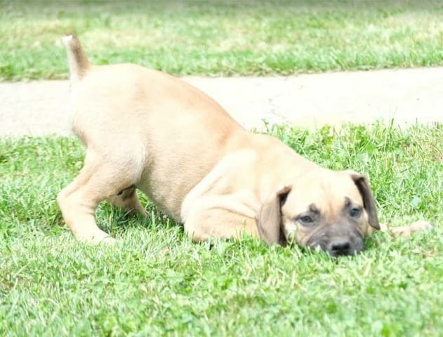 Boerboel (южноафрикански мастиф) кученца Другa, Ваксинирано - Да, Обезпаразитено - Да - град Извън България | Кучета - снимка 9