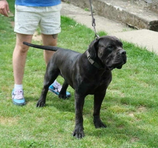 Boerboel (южноафрикански мастиф) кученца Другa, Ваксинирано - Да, Обезпаразитено - Да - град Извън България | Кучета - снимка 10