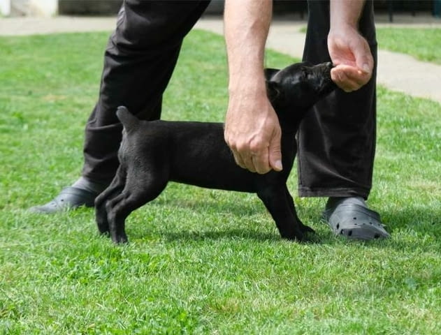 Boerboel (южноафрикански мастиф) кученца Другa, Ваксинирано - Да, Обезпаразитено - Да - град Извън България | Кучета - снимка 11