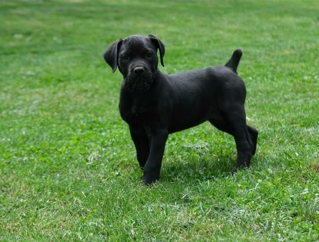 Boerboel (южноафрикански мастиф) кученца Другa, Vaccinated - Yes, Dewormed - Yes - city of Izvun Bulgaria | Dogs - снимка 12