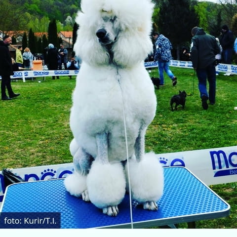 Standard poodle Пудел голям (кралски), 1 месец - град Извън България | Кучета - снимка 1