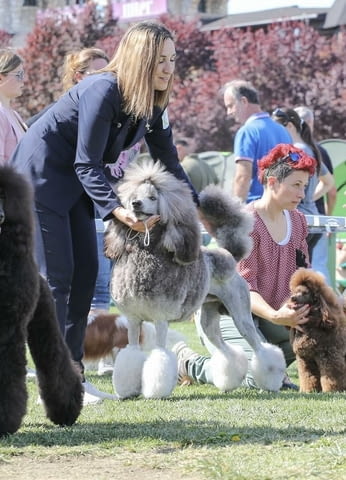 Standard poodle Пудел голям (кралски), 1 месец - град Извън България | Кучета - снимка 2