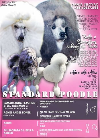 Standard poodle Пудел голям (кралски), 1 месец - град Извън България | Кучета - снимка 3