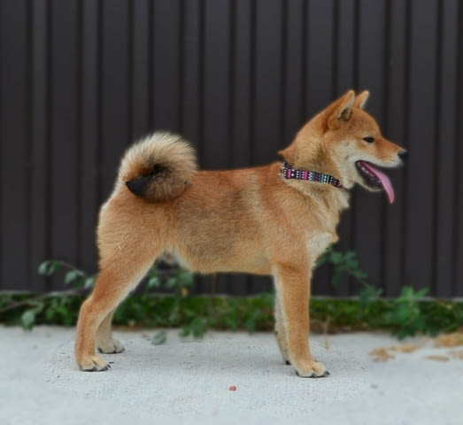 Шиба ину кученца Shiba Inu, Vaccinated - Yes, Dewormed - Yes - city of Izvun Bulgaria | Dogs - снимка 1