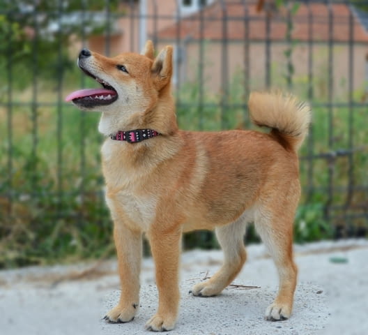 Шиба ину кученца Shiba Inu, Vaccinated - Yes, Dewormed - Yes - city of Izvun Bulgaria | Dogs - снимка 2