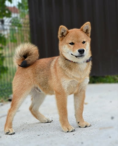 Шиба ину кученца Shiba Inu, Vaccinated - Yes, Dewormed - Yes - city of Izvun Bulgaria | Dogs - снимка 3