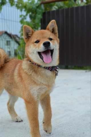 Шиба ину кученца Shiba Inu, Vaccinated - Yes, Dewormed - Yes - city of Izvun Bulgaria | Dogs - снимка 4