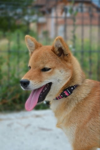 Шиба ину кученца Shiba Inu, Vaccinated - Yes, Dewormed - Yes - city of Izvun Bulgaria | Dogs - снимка 5