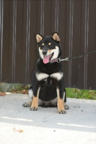 Шиба ину кученца Shiba Inu, Vaccinated - Yes, Dewormed - Yes - city of Izvun Bulgaria | Dogs - снимка 6