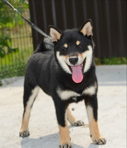 Шиба ину кученца Shiba Inu, Vaccinated - Yes, Dewormed - Yes - city of Izvun Bulgaria | Dogs - снимка 7