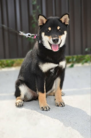 Шиба ину кученца Shiba Inu, Vaccinated - Yes, Dewormed - Yes - city of Izvun Bulgaria | Dogs - снимка 8