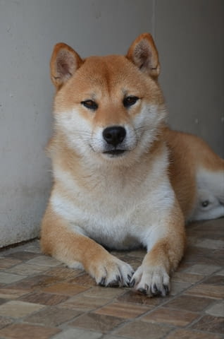 Шиба ину кученца Shiba Inu, Vaccinated - Yes, Dewormed - Yes - city of Izvun Bulgaria | Dogs - снимка 12