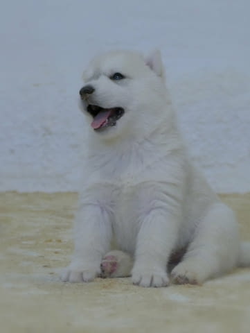 Siberian Husky puppies Сибирско хъски, 1 месец - град Извън България | Кучета - снимка 1