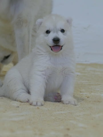 Siberian Husky puppies Сибирско хъски, 1 месец - град Извън България | Кучета - снимка 4