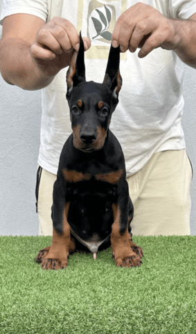 Доберман кученца за продажба Doberman, Vaccinated - Yes, Dewormed - Yes - city of Izvun Bulgaria | Dogs - снимка 1