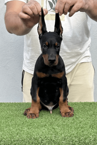 Доберман кученца за продажба Doberman, Vaccinated - Yes, Dewormed - Yes - city of Izvun Bulgaria | Dogs - снимка 2