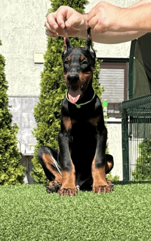 Доберман кученца за продажба Doberman, Vaccinated - Yes, Dewormed - Yes - city of Izvun Bulgaria | Dogs - снимка 4