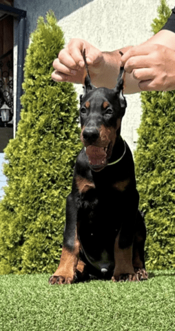 Доберман кученца за продажба Doberman, Vaccinated - Yes, Dewormed - Yes - city of Izvun Bulgaria | Dogs - снимка 5