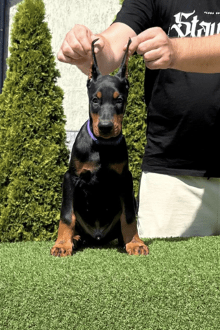 Доберман кученца за продажба Doberman, Vaccinated - Yes, Dewormed - Yes - city of Izvun Bulgaria | Dogs - снимка 6