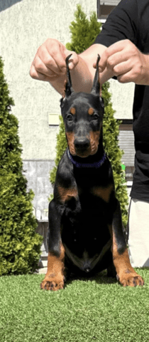 Доберман кученца за продажба Doberman, Vaccinated - Yes, Dewormed - Yes - city of Izvun Bulgaria | Dogs - снимка 7