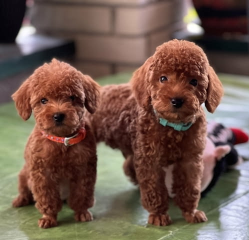 Миниатюрни кученца пудел Toy Poodle, Vaccinated - Yes, Dewormed - Yes - city of Izvun Bulgaria | Dogs - снимка 1