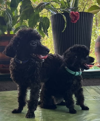 Миниатюрни кученца пудел Toy Poodle, Vaccinated - Yes, Dewormed - Yes - city of Izvun Bulgaria | Dogs - снимка 4