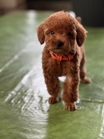 Миниатюрни кученца пудел Toy Poodle, Vaccinated - Yes, Dewormed - Yes - city of Izvun Bulgaria | Dogs - снимка 5