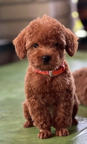 Миниатюрни кученца пудел Toy Poodle, Vaccinated - Yes, Dewormed - Yes - city of Izvun Bulgaria | Dogs - снимка 6