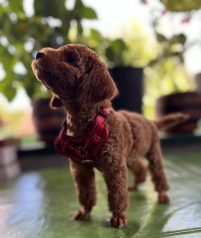 Миниатюрни кученца пудел Toy Poodle, Vaccinated - Yes, Dewormed - Yes - city of Izvun Bulgaria | Dogs - снимка 7