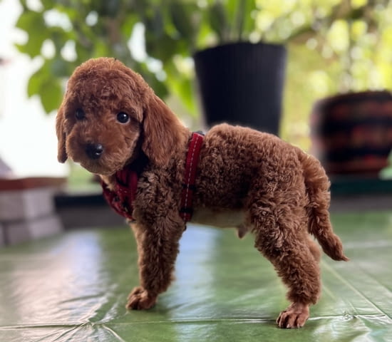 Миниатюрни кученца пудел Toy Poodle, Vaccinated - Yes, Dewormed - Yes - city of Izvun Bulgaria | Dogs - снимка 9