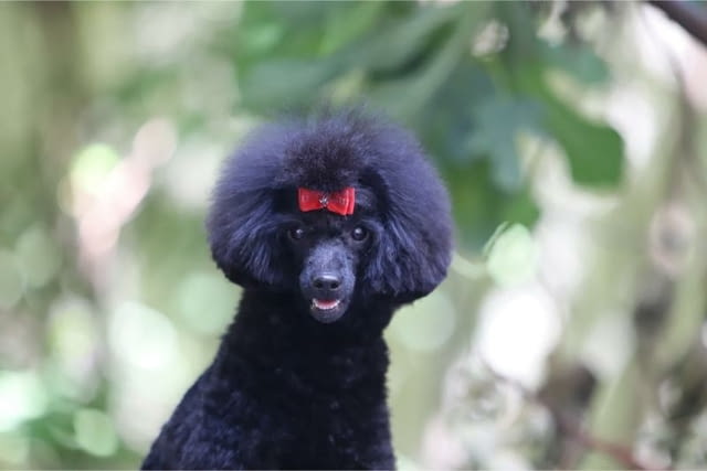 Миниатюрен Женско кученце пудел Toy Poodle, Vaccinated - Yes, Dewormed - Yes - city of Izvun Bulgaria | Dogs - снимка 1