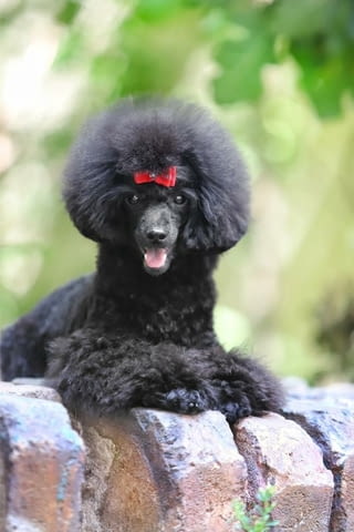 Миниатюрен Женско кученце пудел Toy Poodle, Vaccinated - Yes, Dewormed - Yes - city of Izvun Bulgaria | Dogs - снимка 2