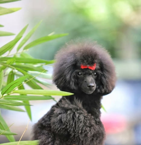 Миниатюрен Женско кученце пудел Toy Poodle, Vaccinated - Yes, Dewormed - Yes - city of Izvun Bulgaria | Dogs - снимка 3