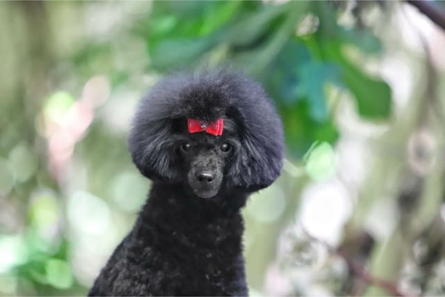 Миниатюрен Женско кученце пудел Toy Poodle, Vaccinated - Yes, Dewormed - Yes - city of Izvun Bulgaria | Dogs - снимка 4