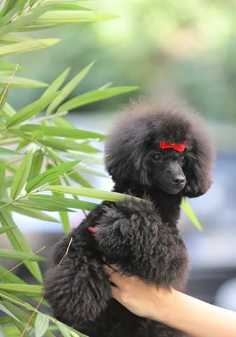 Миниатюрен Женско кученце пудел Toy Poodle, Vaccinated - Yes, Dewormed - Yes - city of Izvun Bulgaria | Dogs - снимка 5