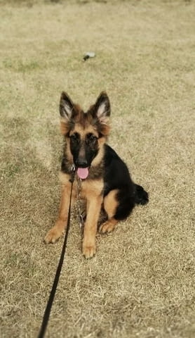 Немска овчарка кученца German Shepherd, Vaccinated - Yes, Dewormed - Yes - city of Izvun Bulgaria | Dogs - снимка 7