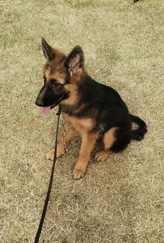 Немска овчарка кученца German Shepherd, Vaccinated - Yes, Dewormed - Yes - city of Izvun Bulgaria | Dogs - снимка 9