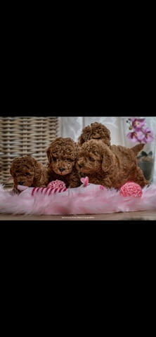 Red dwarf and toy poodles Mini Poodle - city of Izvun Bulgaria | Dogs - снимка 1