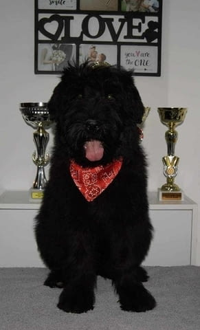 Кученца черен руски териер Black Terrier, 2 Months, Vaccinated - Yes - city of Izvun Bulgaria | Dogs - снимка 2