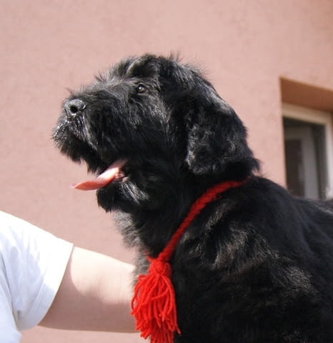 Кученца черен руски териер Black Terrier, 2 Months, Vaccinated - Yes - city of Izvun Bulgaria | Dogs - снимка 3