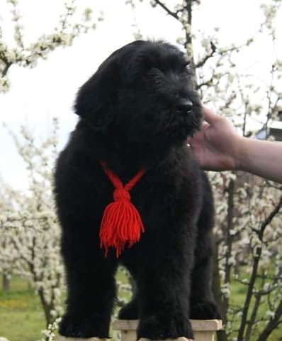 Кученца черен руски териер Black Terrier, 2 Months, Vaccinated - Yes - city of Izvun Bulgaria | Dogs - снимка 4