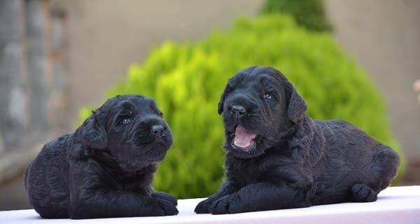 Кученца черен руски териер Black Terrier, 2 Months, Vaccinated - Yes - city of Izvun Bulgaria | Dogs - снимка 5