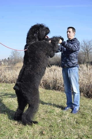 Кученца черен руски териер Black Terrier, 2 Months, Vaccinated - Yes - city of Izvun Bulgaria | Dogs - снимка 6