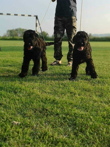 Кученца черен руски териер Black Terrier, 2 Months, Vaccinated - Yes - city of Izvun Bulgaria | Dogs - снимка 7