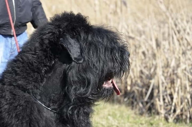 Кученца черен руски териер Black Terrier, 2 Months, Vaccinated - Yes - city of Izvun Bulgaria | Dogs - снимка 8