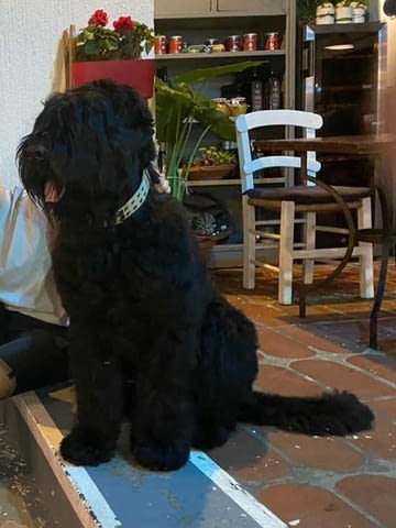 Кученца черен руски териер Black Terrier, 2 Months, Vaccinated - Yes - city of Izvun Bulgaria | Dogs - снимка 9